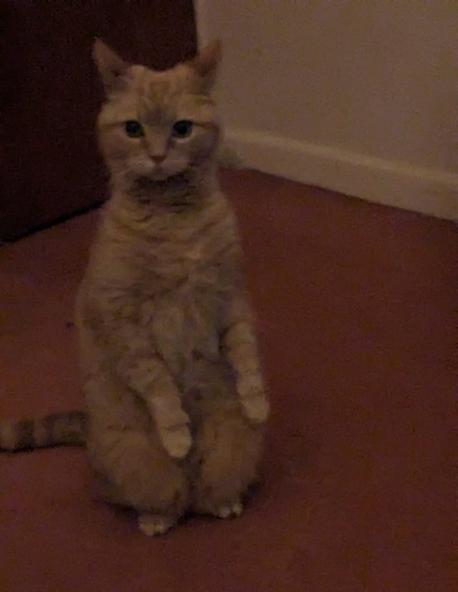 cryptid caught on camera