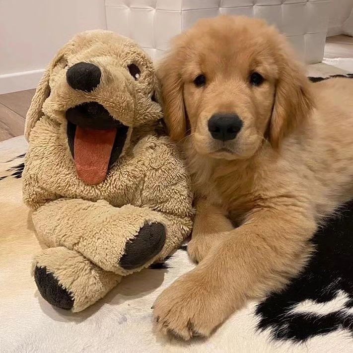 😍🥰 Rate This Cuteness 10-100??📷📷 - #dog #dogs #scotland #dogsoftwitter #Easter2023 #captainchaos #puppylove #puppies #goldenretriever