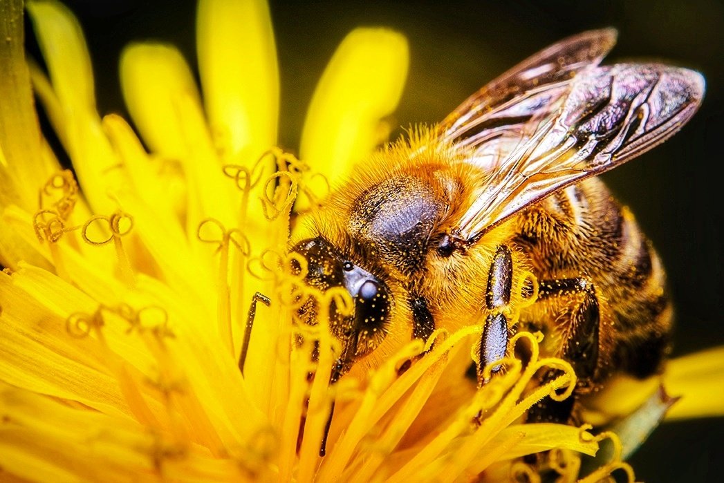 TheTiny_Earth's tweet photo. It's been a while since I showed a 📸Bee📸 here, so show your support and share a 🐝 here in the comment 😍🐝⬇️😊

#nikon #nikonphotography #photo #photography #photographer #photooftheday #wildlife #wildlifephotography #NaturePhotography #bees #Flowers @BBCEarth @NikonEurope https://t.co/i1CHzRGgHk