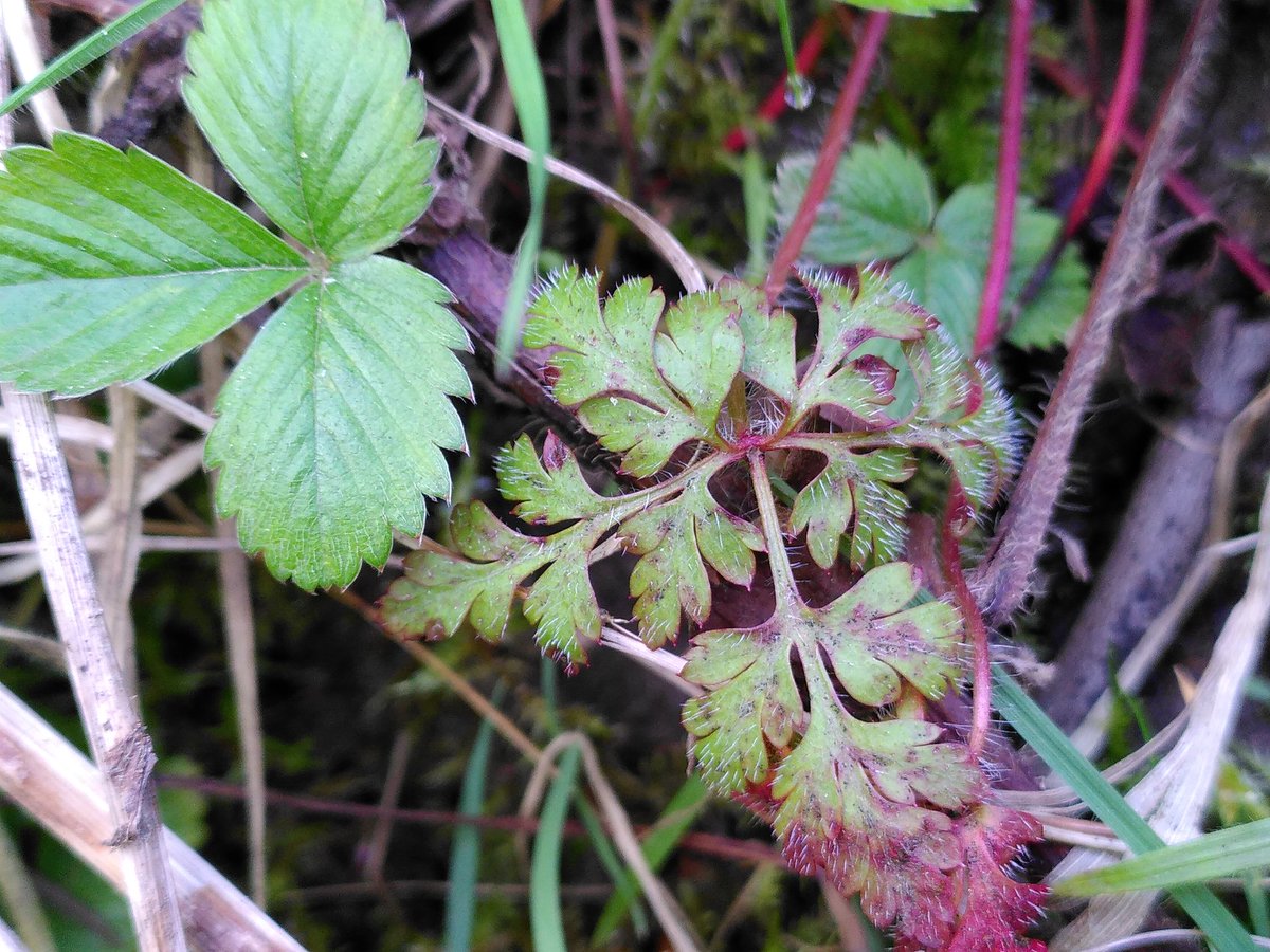 Matt_J_ecology's tweet photo. Herb Robert (Geranium robertianum), found in all sorts of habitats. If you look closely you can often find atleast some plants hosting the lovely little fungus Coleroa robertiani #wildwebswednesday @WebsWild https://t.co/yfovA4OKLw