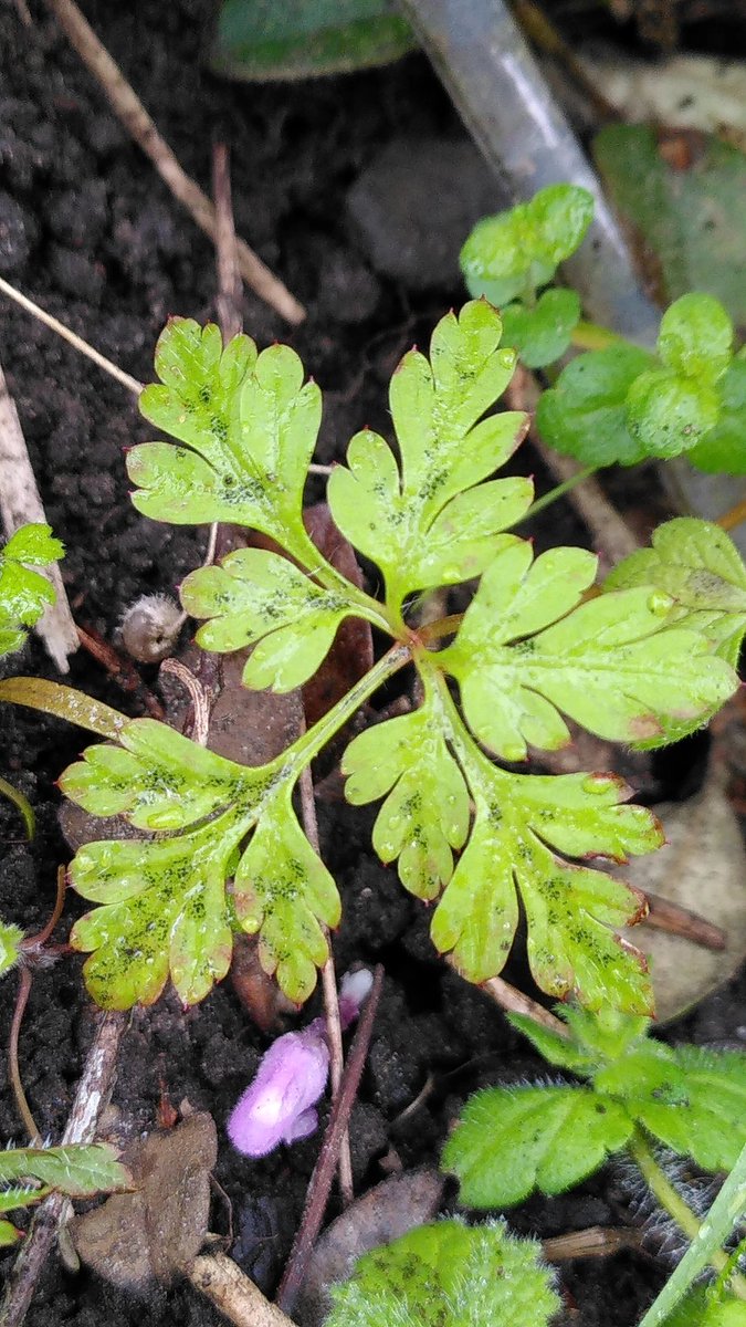 Herb Robert (Geranium robertianum), found in all sorts of habitats. If you look closely you can often find atleast some plants hosting the lovely little fungus Coleroa robertiani #wildwebswednesday <a href="/WebsWild/">WildWebsWednesday</a>