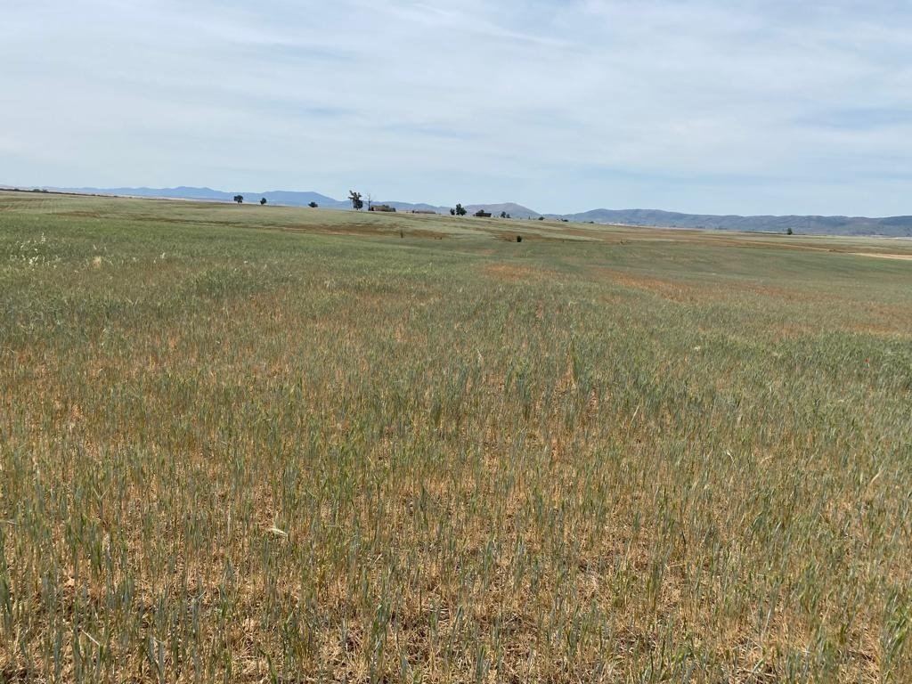 Iberian kuivuus laskee Espanjan 🇪🇸 viljasadon alhaiseksi. Heikohko -22 sato jo alla. Laskeva kysyntä ja Global tarjonta pitäneet suuren tuojamaan ostot toistaiseksi hand to mouth moodissa. Kohtuulliset EU 🇪🇺ja Global🪩 satonäkymät pitävät markkinan vielä odottavana🧑‍🌾.