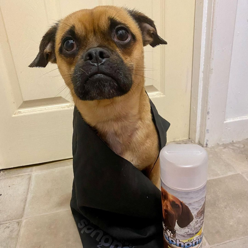 SPh2ONGE's tweet photo. 🐶 "I love my pet towel from @sph2onge - it’s perfect for drying me off after a horrible wet walk."

We are so in love! Thank you for this extra cute pic @kobethejug! 😍

#SPh2ONGE #CleaningSupplies #Cleaning #DogTowel #SPh2ONGEproducts https://t.co/el2pKwUDIY