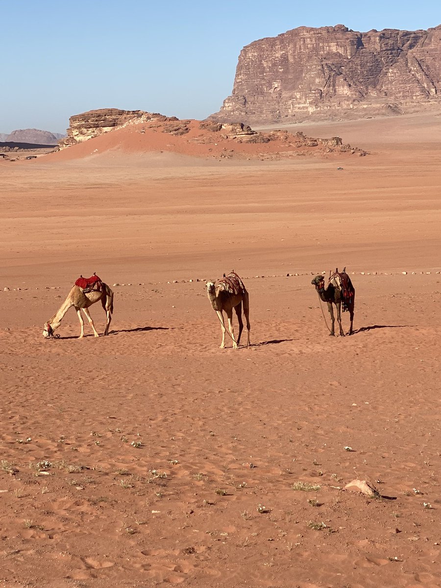 Watching the morning commute in Wadi Rum