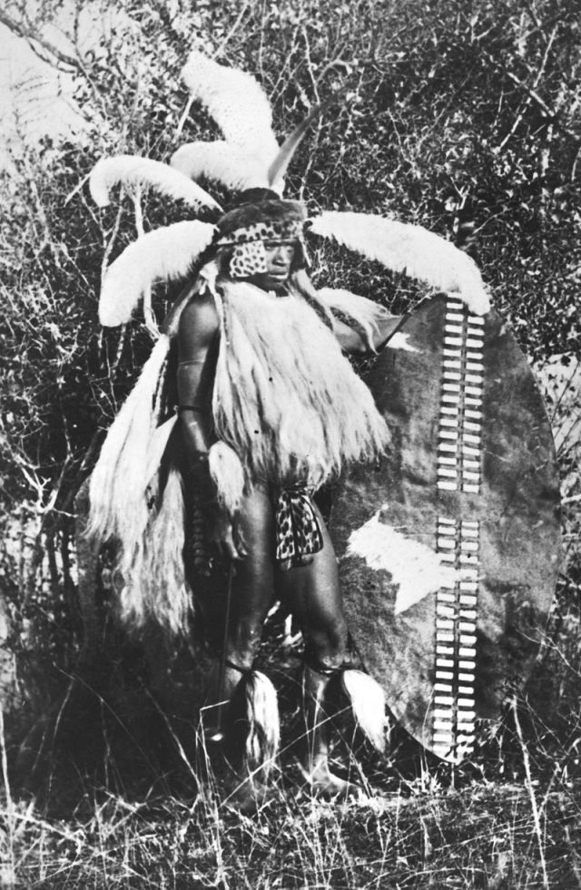 11. The chief's indlukula is distinguished by a white feather that is sworn in the centre. The king's indlukula had feathers of a roller/ifefe to distinguish it. The colours are colourful - blue and lilac. To read more about how chiefs had to dare a lion read below 👇🏾END 🔚