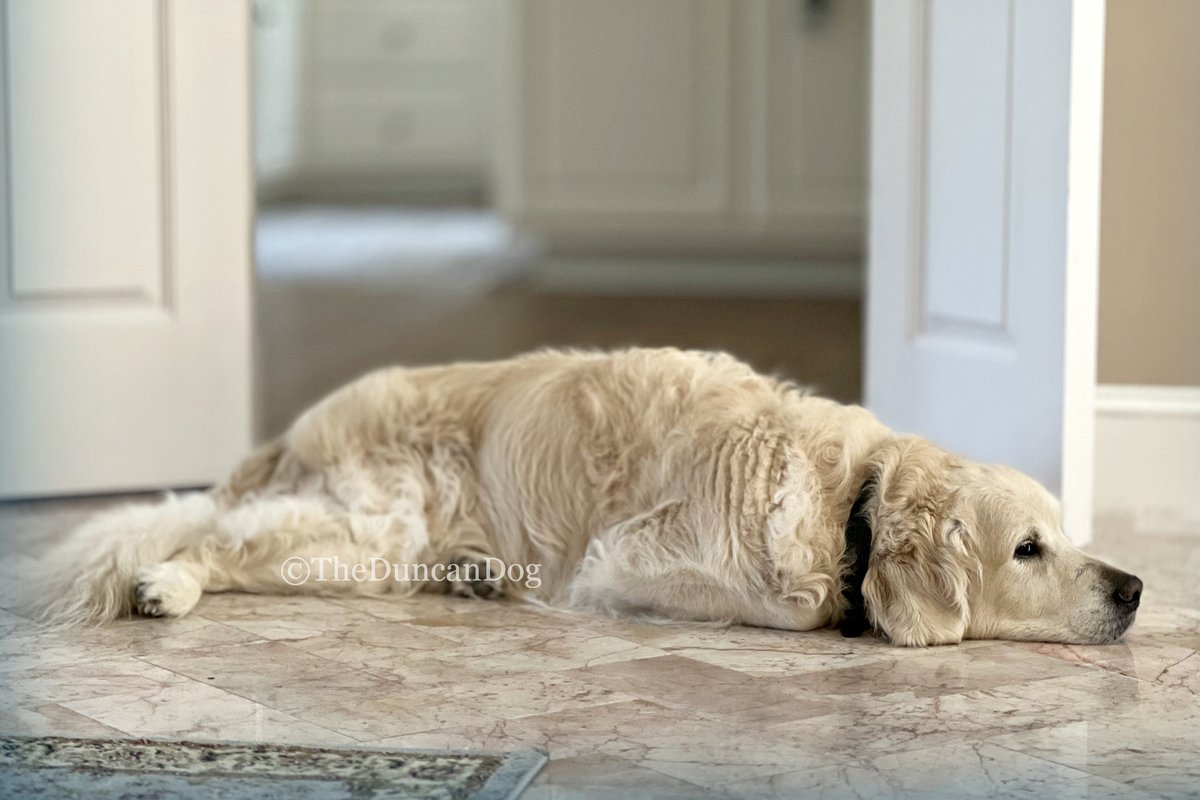 TheDuncanDog's tweet photo. Golden Rule #24:
The humans like it when they have to step over you to get into another room. Remember, your comfort always comes first. Added plus: They get a bit of exercise. πΎ
#DogsofTwitter #AVeryGoodBoy #TheDuncanDog #GoldenRetriever #NapSpot #LetSleepingDogs https://t.co/QevS1YmKXo