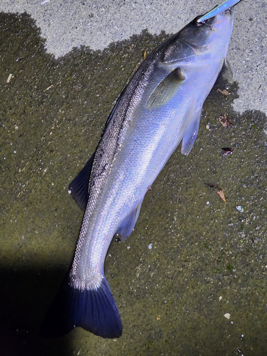 fishing_m_911's tweet photo. 小さいけどとりあえずスズキ😁

メバルに振られ続けていたので癒されます。 https://t.co/4Kx9xHqGlN