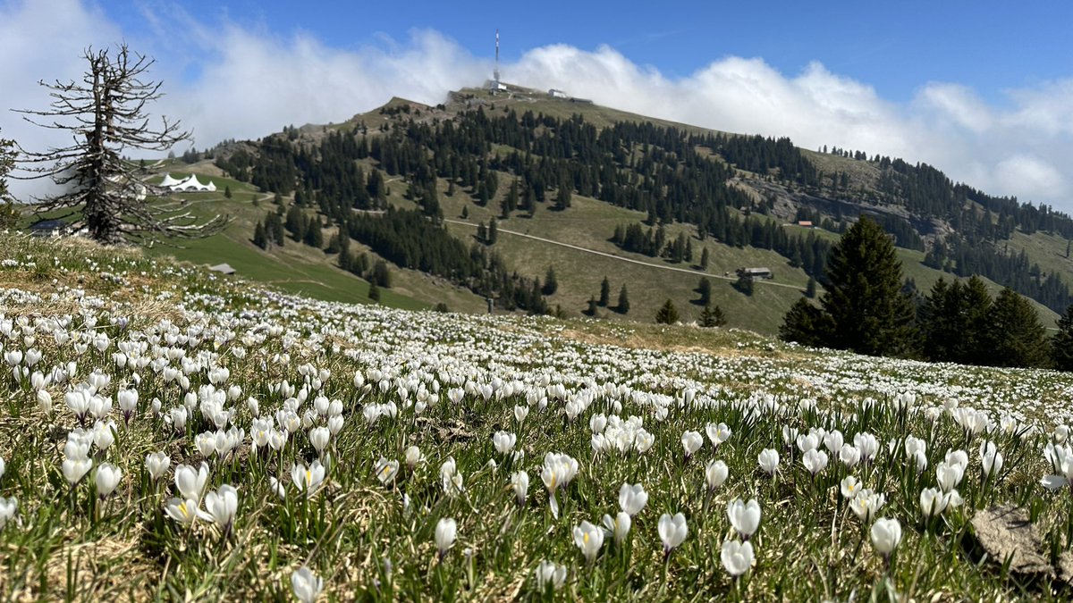 Niesenmann's tweet image. Der Niesen Mann auf der Rigi 😃 #Rigi #Niesenmann #Zentralschweiz 🇨🇭
