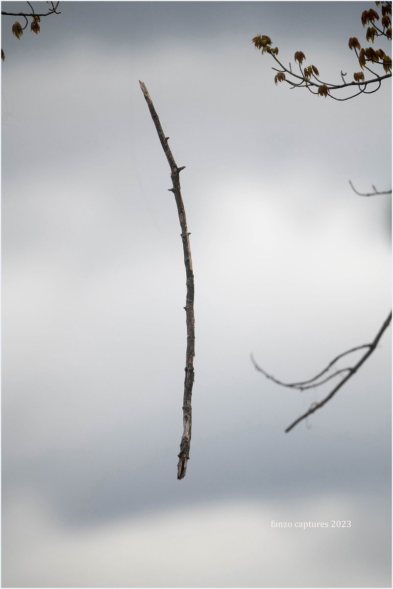 FrazierAnthony's tweet photo. Floating Limb

Not photo-shopped only contrast edited. https://t.co/za09C6YEFp