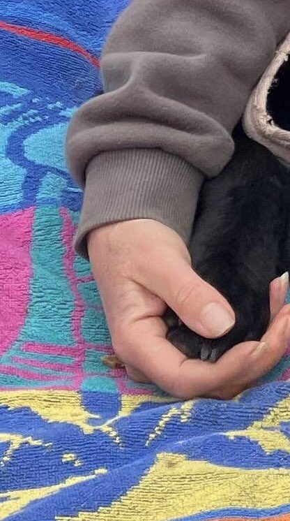 JetBlackLab2019's tweet photo. Jet had a very peaceful transition back 2 spirit at around 10.30am this morning in the garden @ the vets lying in a beach towel with me lying beside her whispering my favourite memory of her in her ear & holding her close. Thanks you for all your love & support #DogsofTwittter https://t.co/2r8aFpJcZY