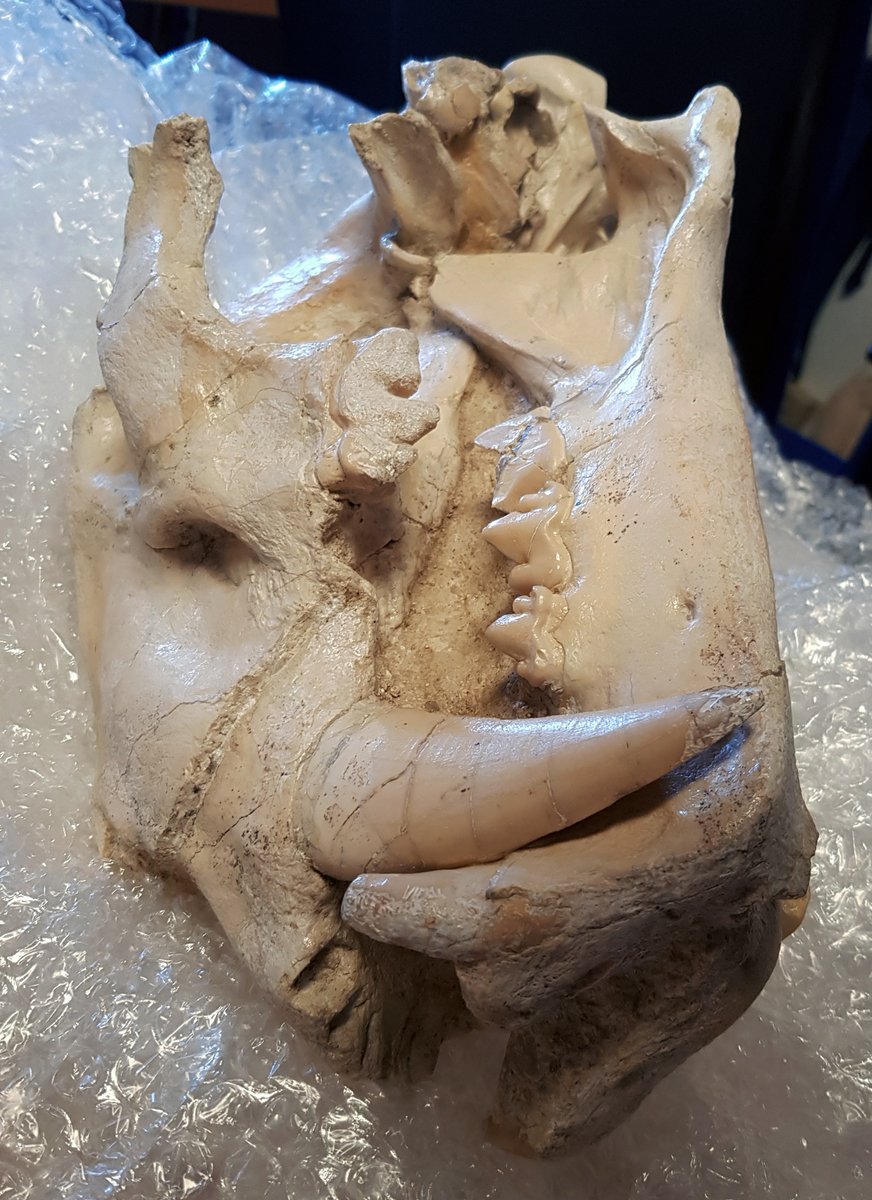 ManuelSalesa's tweet photo. Hoy nos tocaba a @yre_mar y a mi hablar de #Paleontología, fósiles excepcionales y técnicas de restauración en el laboratorio del @mncn_csic con @flaviabertolini y Ramses Martín para @telemadrid  #DisfrutaMadridTM #divulgación #Ciencia #CerroBatallones #Madrid https://t.co/S0hxPMXNC0