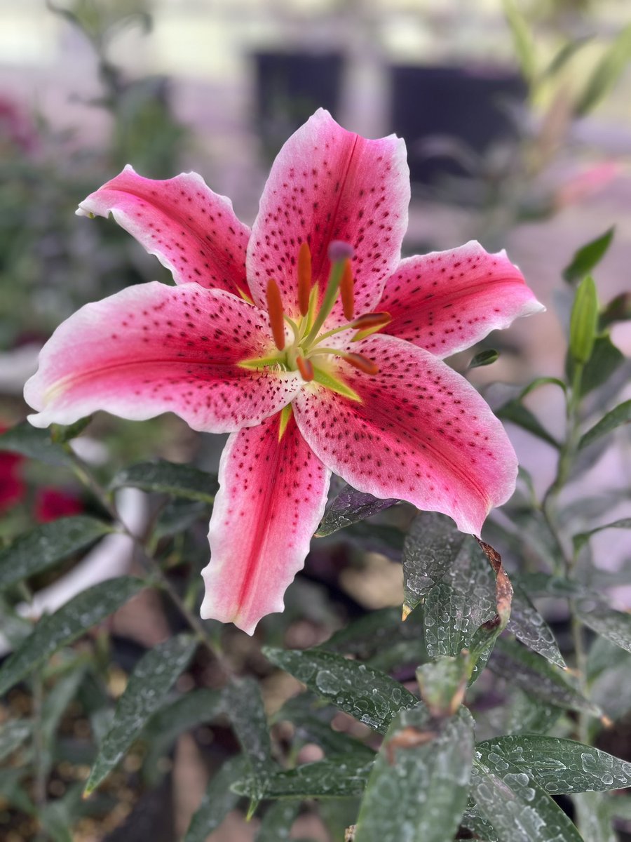 Michelle Tapia tweet media