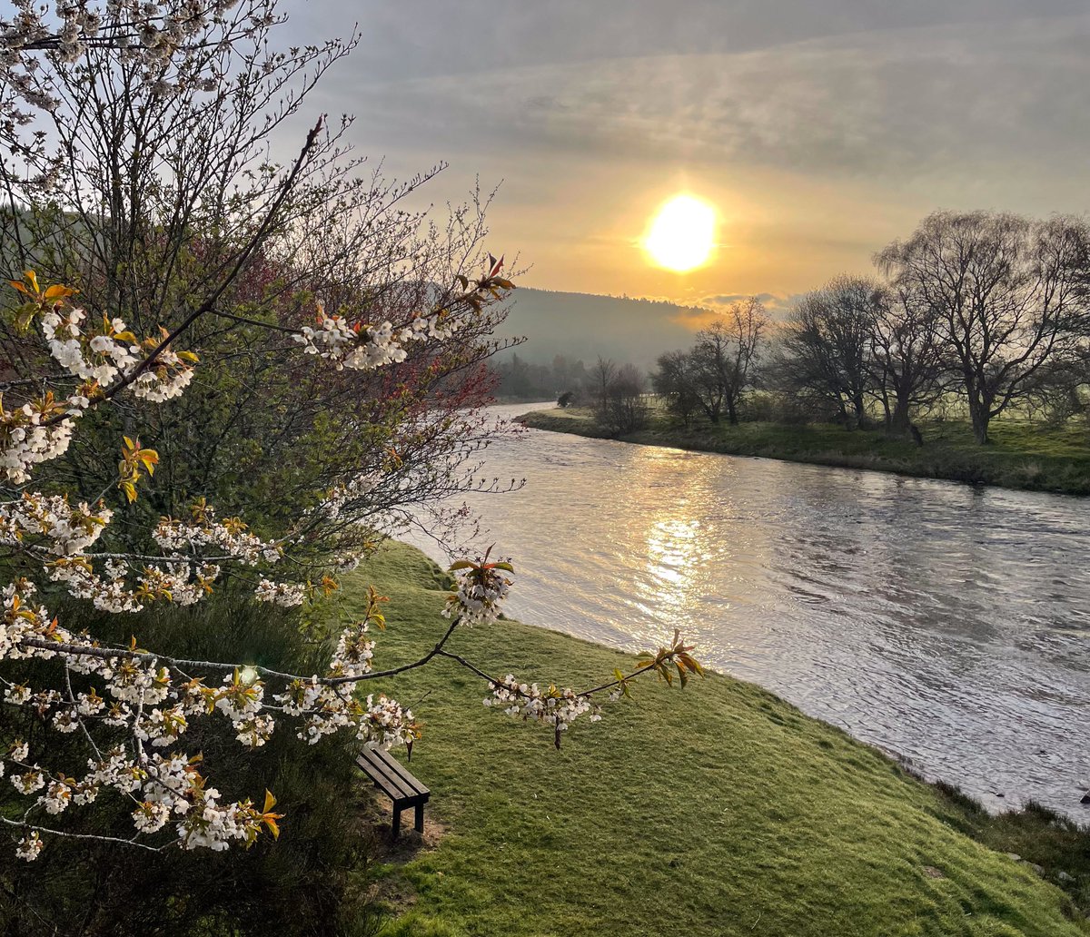 A spectacular morning on the #RiverSpey today. 

It's great to see the blossoms coming out and the riverbank bursting into life.🌸

Feeling very fortunate to work in this special place!🥰

📍 Blacksboat Bridge