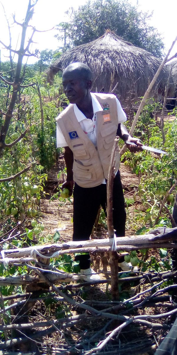 PeterData6's tweet image. Doing extension service to the farmers on tomatoes pruning in bidibidi refugees settlement zone four abriamajo village 1