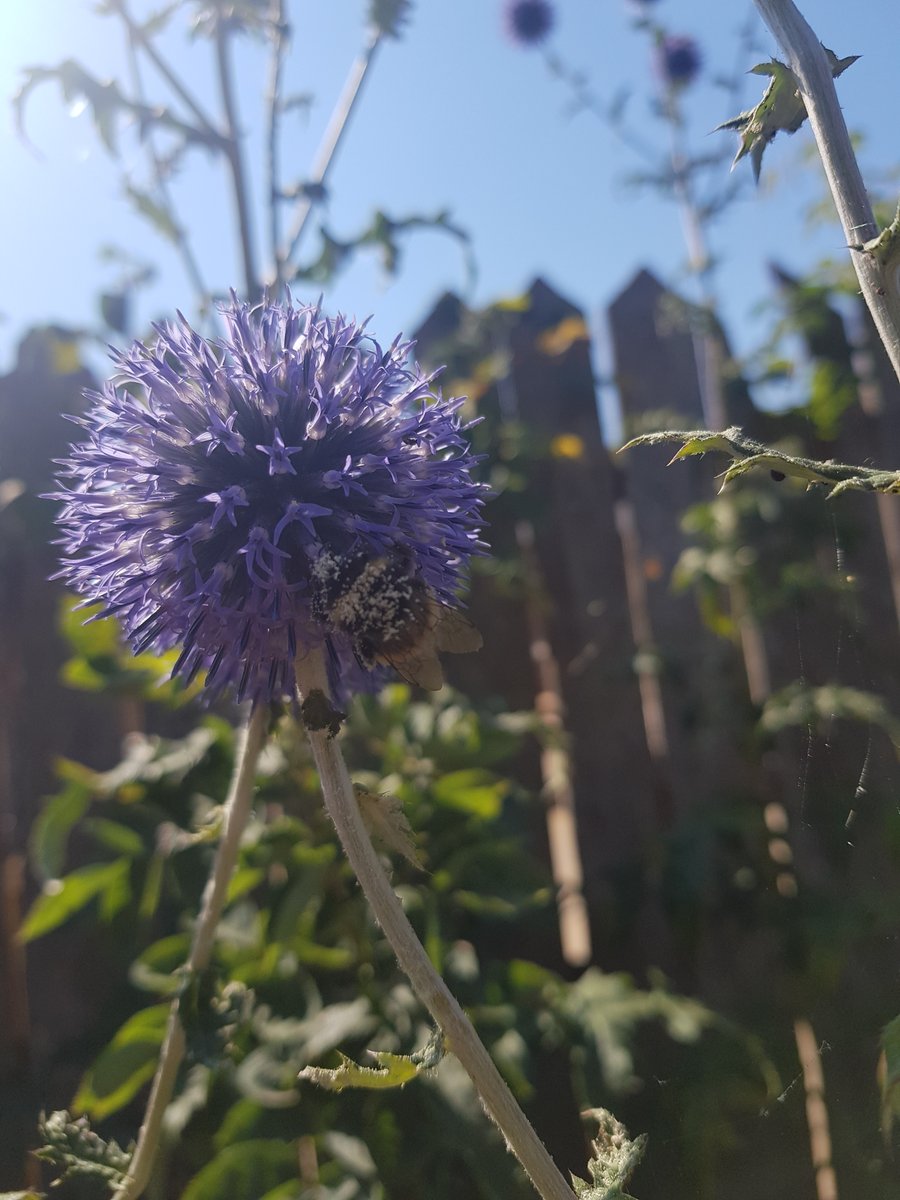 TheHistoryMouse's tweet photo. My mousey brain is confused, is this a warning to people, or a warning to bees but badly punctuated? Beware bees! people may steal your honey TTM🐭 https://t.co/niKR4G3hAp