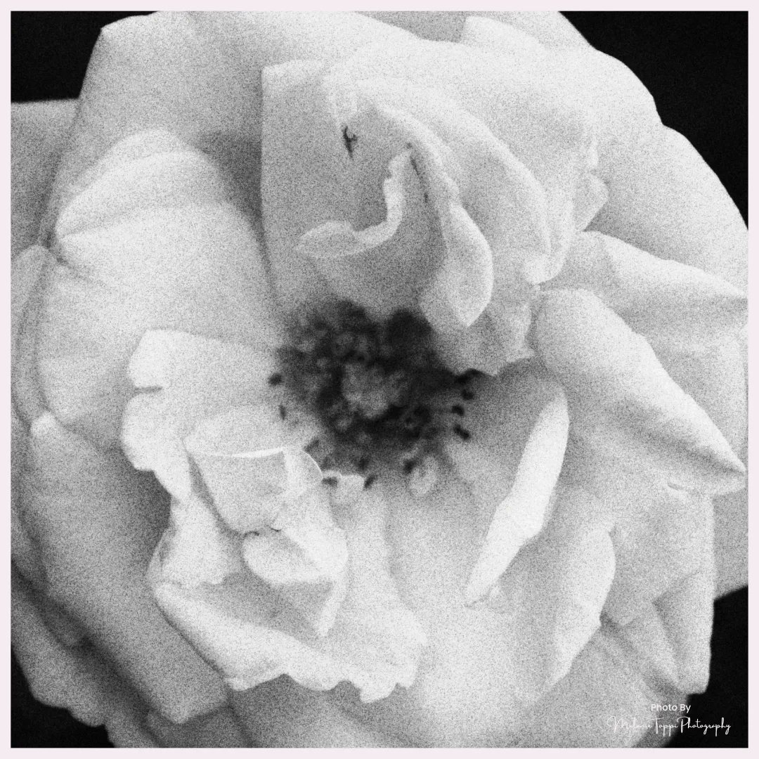 nature_buff's tweet photo. These are the same flower, but each photo is a wee  bit different.  Which do you prefer?
Not sure of the kind of flower - do you know?

#NatureWithMelanie #getoutside #explore #springtime #Pollinators #plantmoreflowers #flowerpower #flowerphotography #flowerart #flowerwallart https://t.co/i5rIYqnoCE