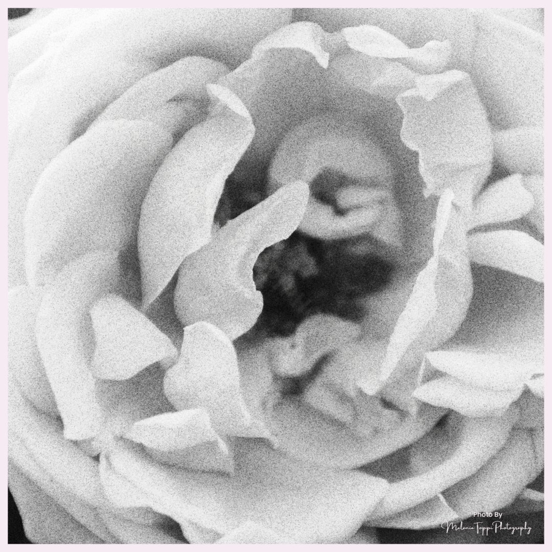 nature_buff's tweet photo. These are the same flower, but each photo is a wee  bit different.  Which do you prefer?
Not sure of the kind of flower - do you know?

#NatureWithMelanie #getoutside #explore #springtime #Pollinators #plantmoreflowers #flowerpower #flowerphotography #flowerart #flowerwallart https://t.co/i5rIYqnoCE