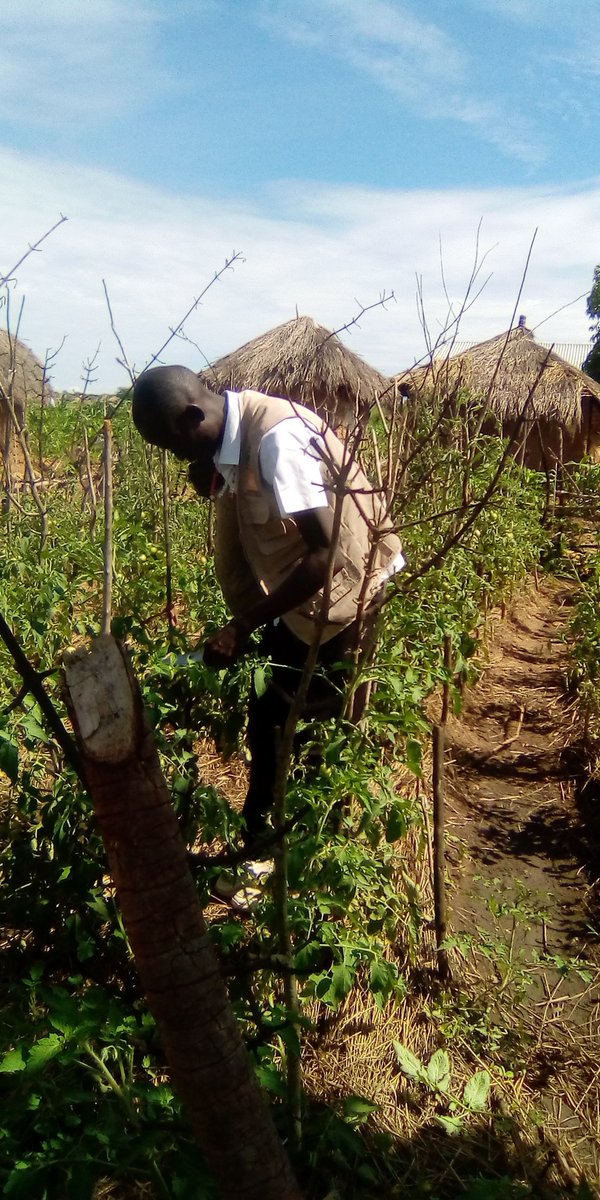 PeterData6's tweet photo. Training farmers on tomatoes agronomics practice in bidibidi refugees settlement https://t.co/cKMrTWXov2