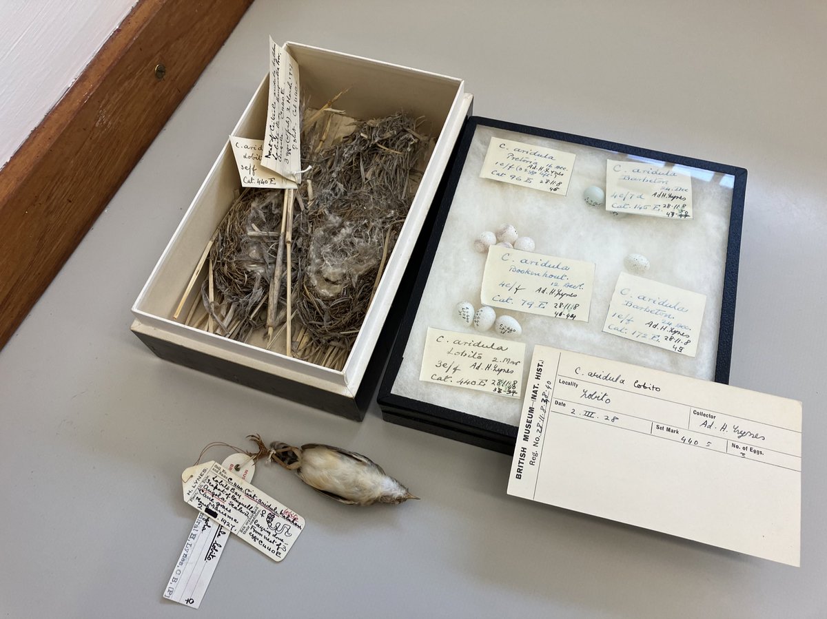The rather complicated saga of sorting the Lobito Desert Cisticola nests collected by the great Hubert Lynes in March 1927. A fascinating but somewhat confused series of specimens gradually being re-catalogued and made more accessible! #ornithology #wednesdaythought