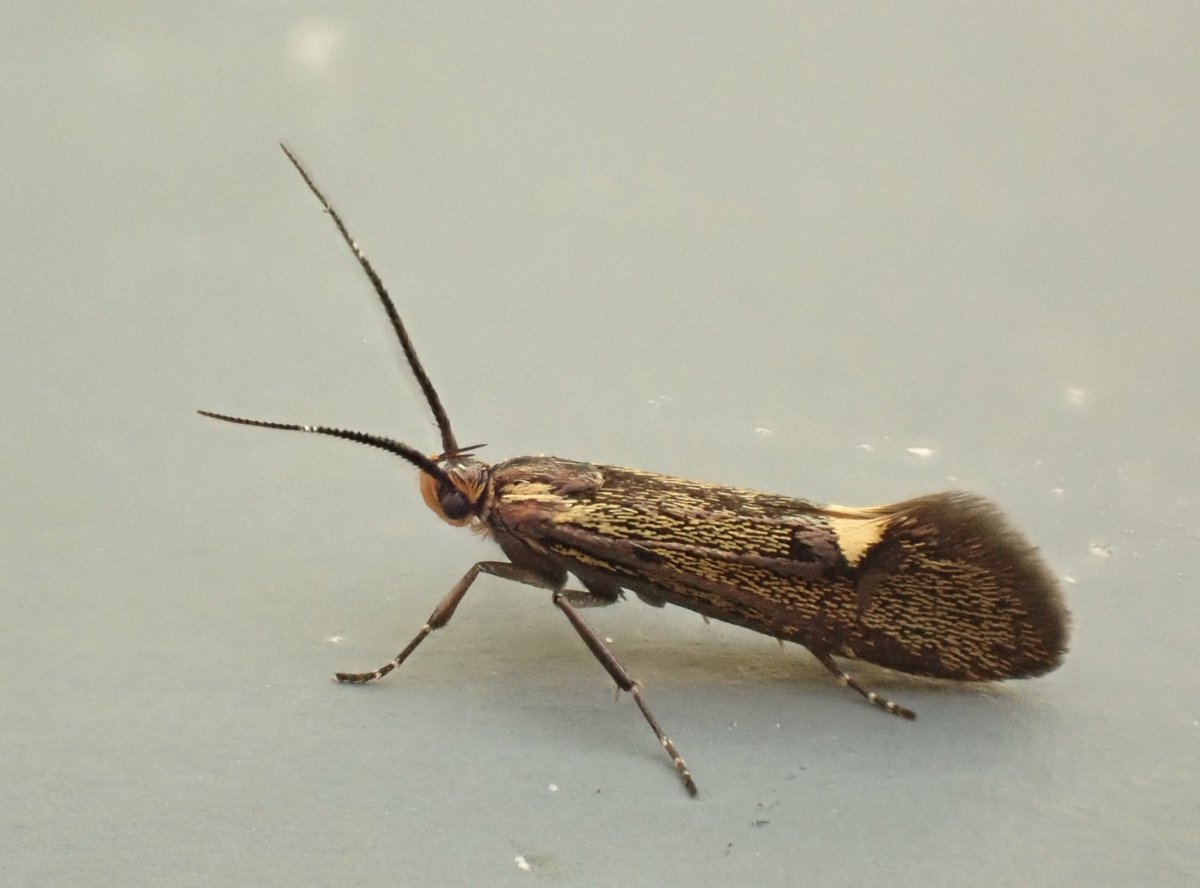 Moth du jour: Esperia sulphurella. What a fine looking micro this is. I normally see these as day flyers in the garden but this one came to light. #Teammoth #GlosMoths