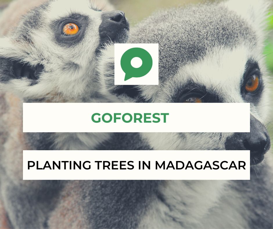 lobbipad's tweet photo. Although we joined forces to help GoForest with the Peruvian Amazon project, they also plant 🌳 and help Madagascar’s community: https://t.co/mNSDXPucQU
Check https://t.co/72g3nxekXr and🙌 Double Tap if you like their contribution!
#sustainable #sustainability #weplanttrees https://t.co/sWFVmCPBpV