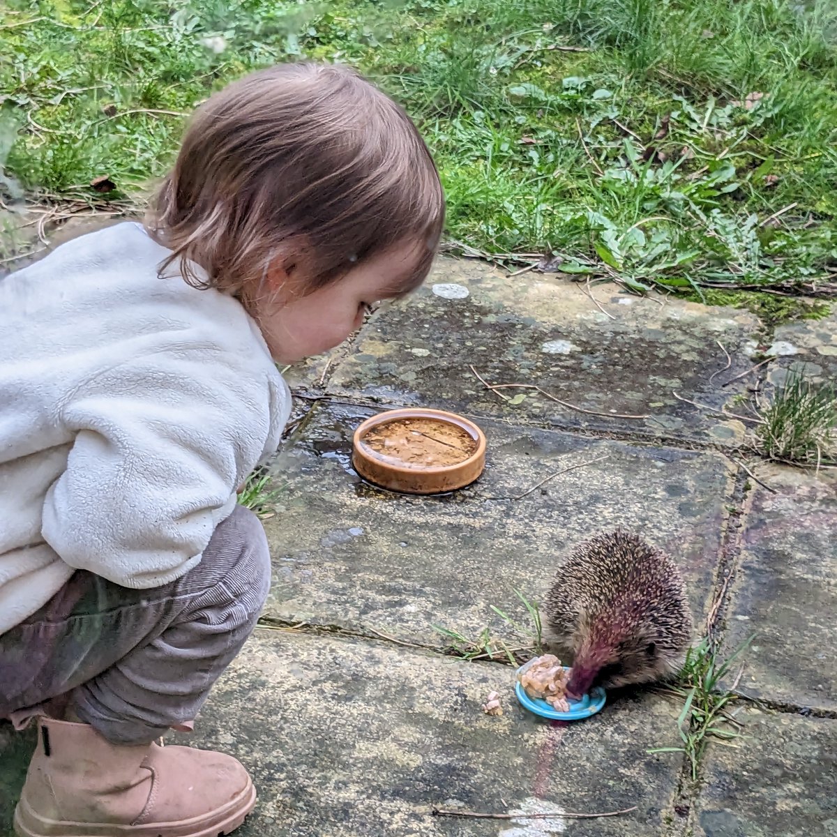This week is Hedgehog Awareness Week! To celebrate, here's a picture of our CTO's daughter (and a hedgehog).

Hedgehog Awareness Week is organised by the British Hedgehog Preservation Society (BHPS).

For more info – britishhedgehogs.org.uk/hedgehog-aware…