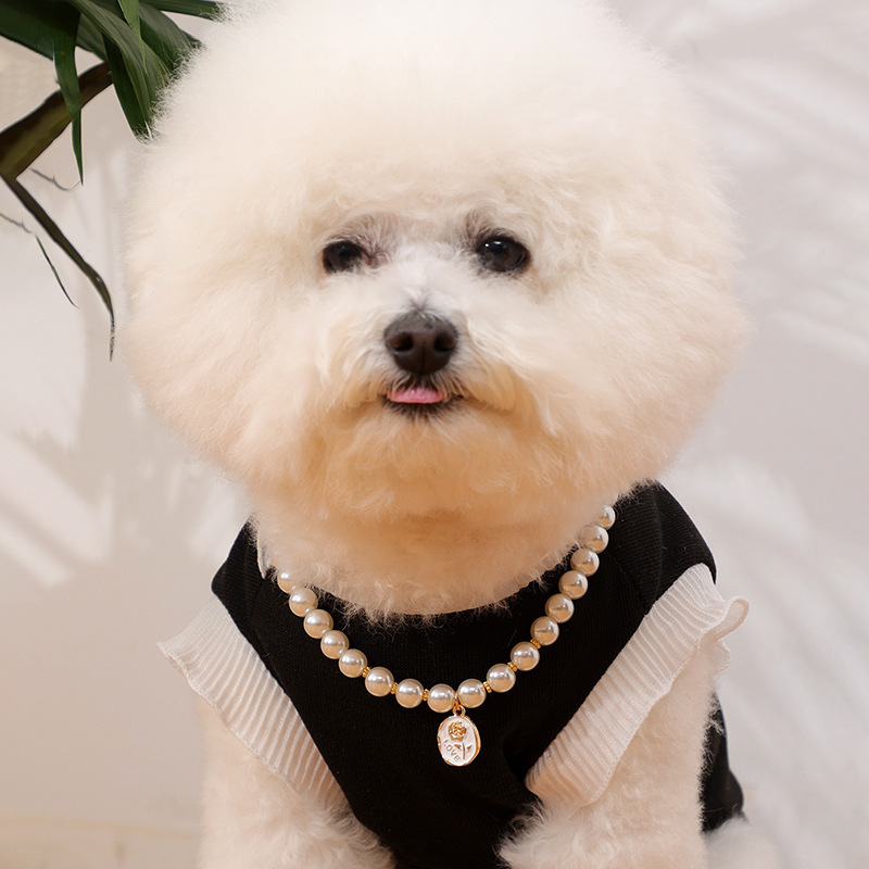 She doesn't  need a lot to make an impact - just a little bit of sparkle.❤❤

#PuppyLove #dognecklace  #dogfashion  #dogjewelry  #doggifts  #doggiftsideas  #dogbirthday #dogphotography #dogofinstragram  #cutedoggies #cicidog #dogcollarsforsale