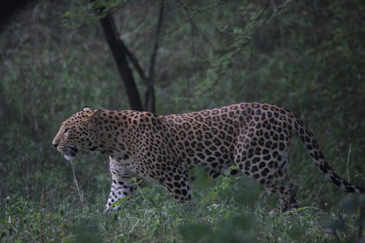 Greetings on World #Leopard Day #InternationalLeopardDay @PIBBhubaneswar @ForestDeptt @odishawildlife @CMO_Odisha @odisha_tourism @ntca_india