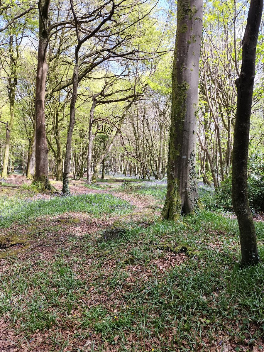 EventyMarketing's tweet photo. Today's #BlueSeaThinking is a sea of bluebells! Quick team meeting (dog walk) before I head to St Ives for a meeting. https://t.co/pwFtHmSz17