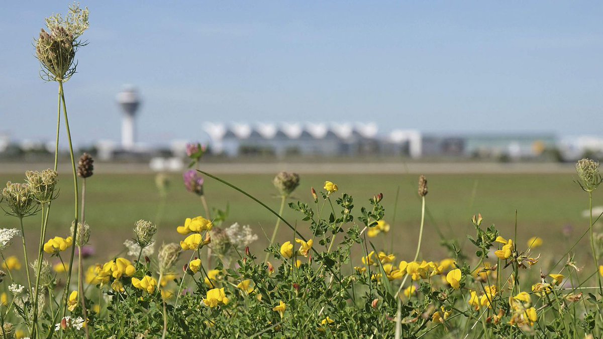 MUC_Airport's tweet photo. Auszeichnung für langjähriges Engagement: Flughafen München GmbH erhält Gold-Urkunde „Umwelt- und Klimapakt Bayern“
https://t.co/QffRvtYmE3
#MPresse #takeoff2future #goCO2neutral
@STMUV_Bayern https://t.co/NCRrUZpG3G