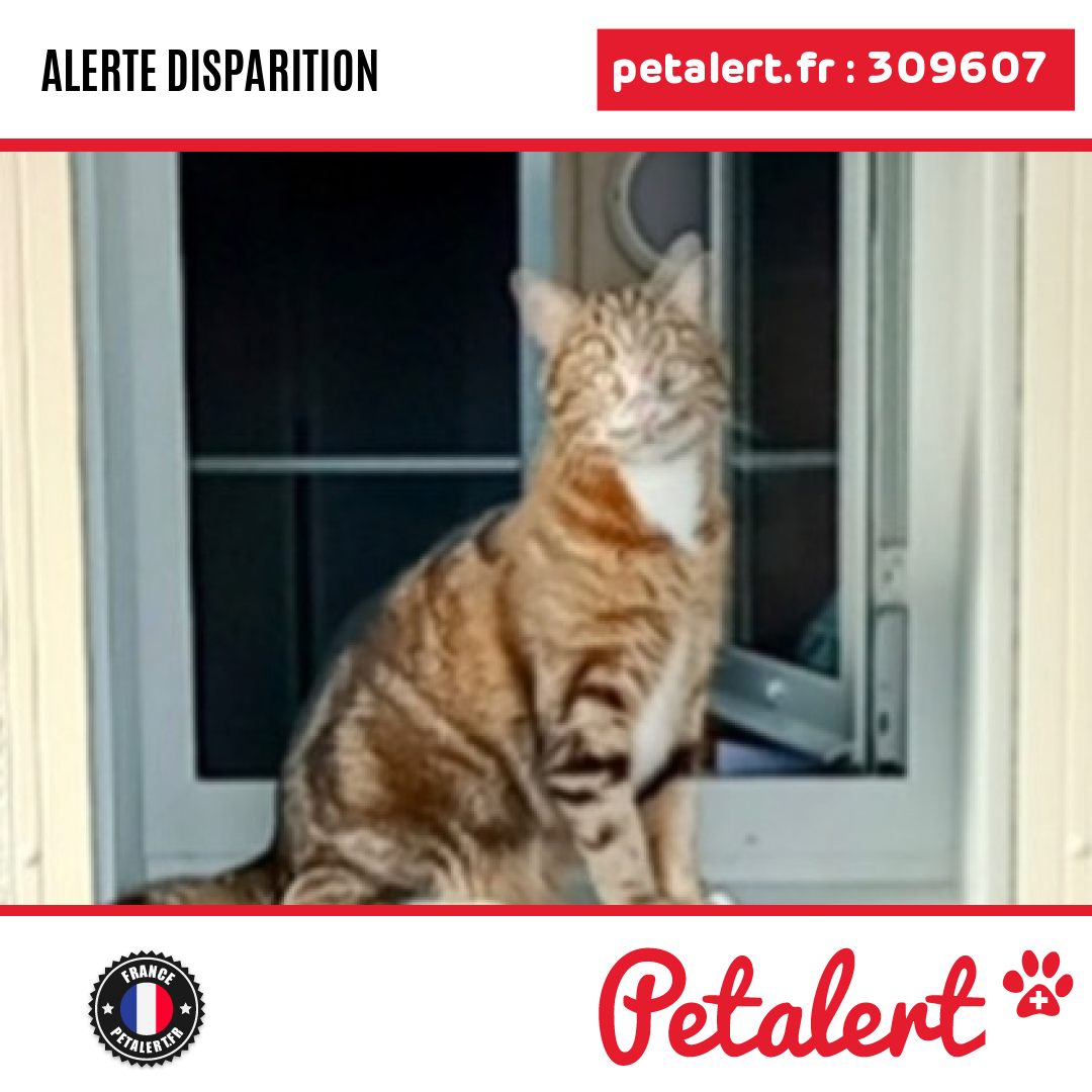 Disparu #Chat #Ariege #Belesta #Petalert  #PetAlert09 / p3t.co/g5MBi