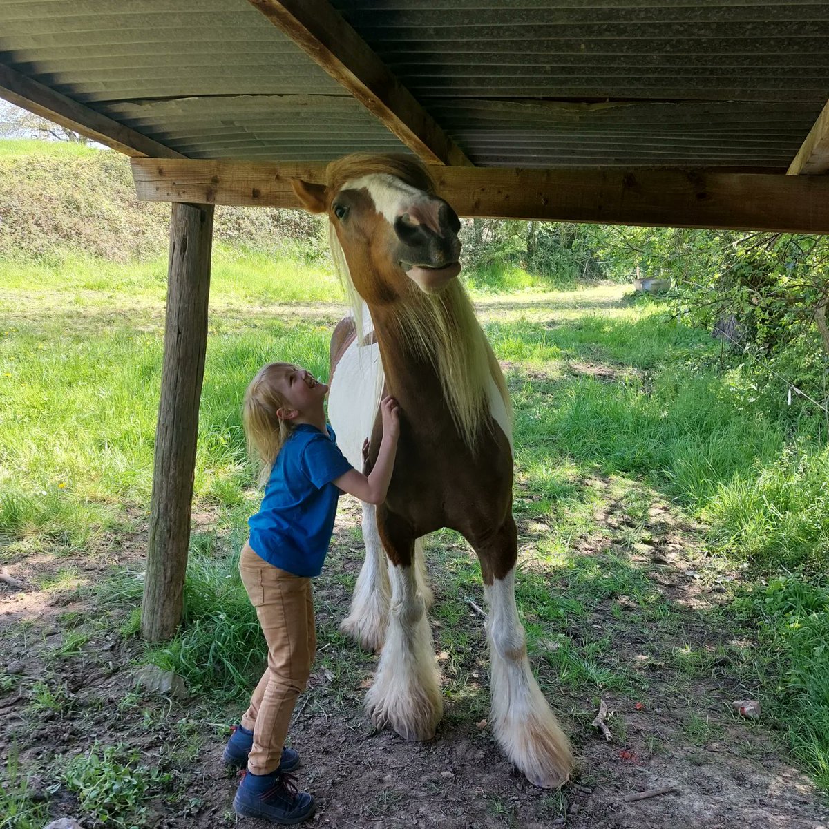 MamanReyes's tweet photo. Mon "petit" irish cob 😀 

#cheval #horse #irishcob https://t.co/Y0q6UqOjih