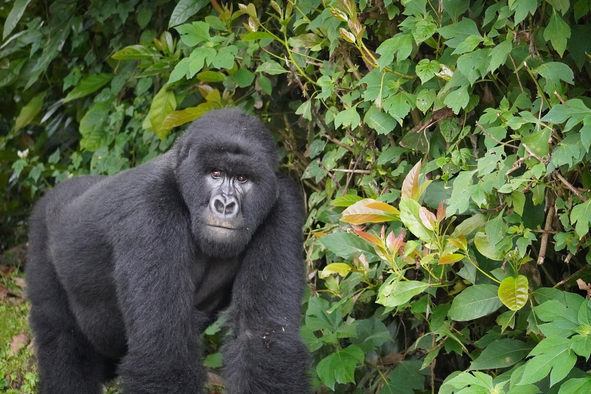 WildfriendsUG's tweet image. It's a full house visit🦍

Imagine you’ve just stepped out of your room for a spot of lunch &amp;amp; something huge steps out right onto the path ahead of you. It’s a massive #mountaingorilla, standing 5 feet away. &amp;amp; he's followed by his whole family!

#gorillatracking #gorillatrekking