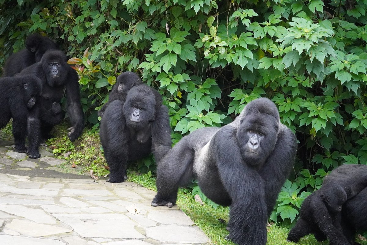 WildfriendsUG's tweet image. It's a full house visit🦍

Imagine you’ve just stepped out of your room for a spot of lunch &amp;amp; something huge steps out right onto the path ahead of you. It’s a massive #mountaingorilla, standing 5 feet away. &amp;amp; he's followed by his whole family!

#gorillatracking #gorillatrekking