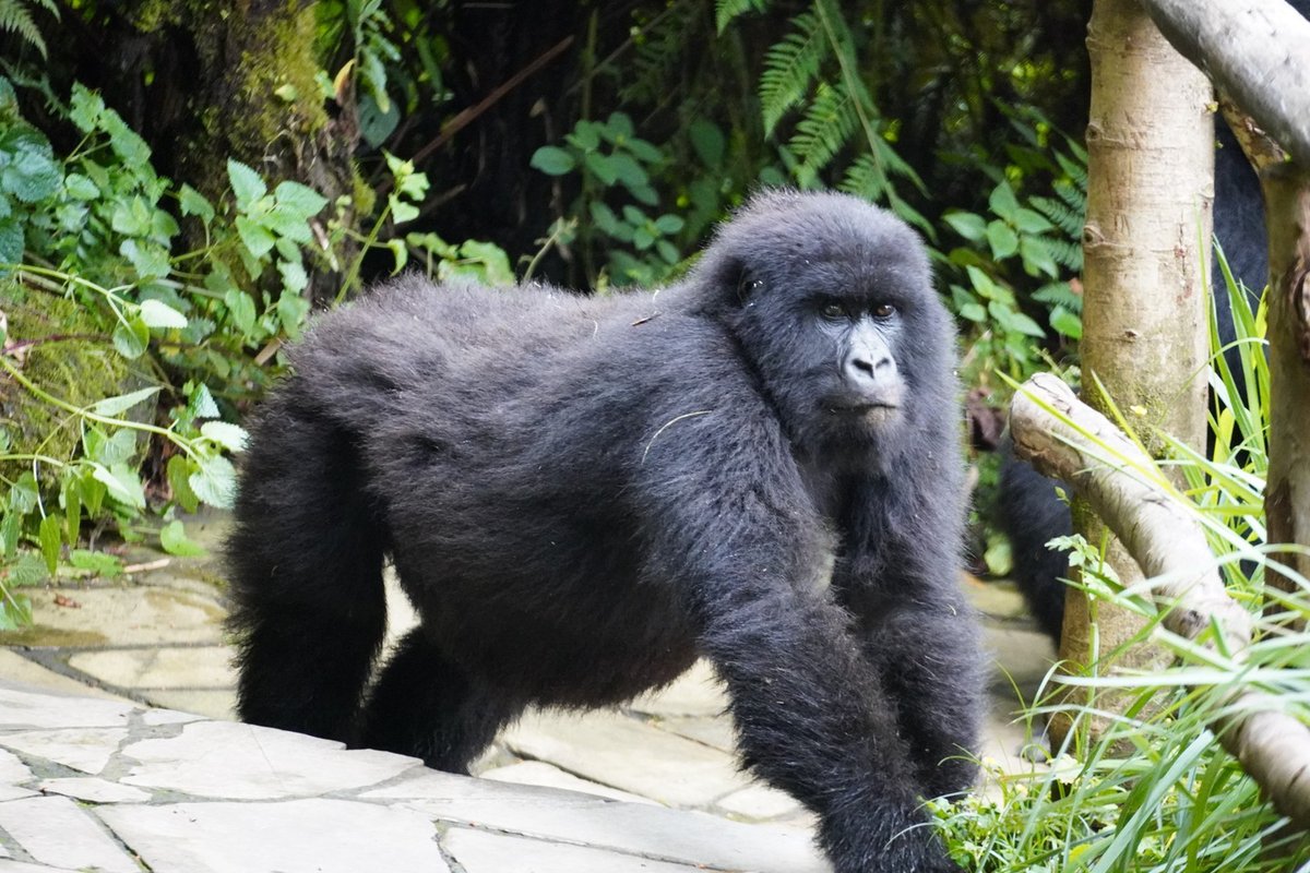 WildfriendsUG's tweet image. It's a full house visit🦍

Imagine you’ve just stepped out of your room for a spot of lunch &amp;amp; something huge steps out right onto the path ahead of you. It’s a massive #mountaingorilla, standing 5 feet away. &amp;amp; he's followed by his whole family!

#gorillatracking #gorillatrekking