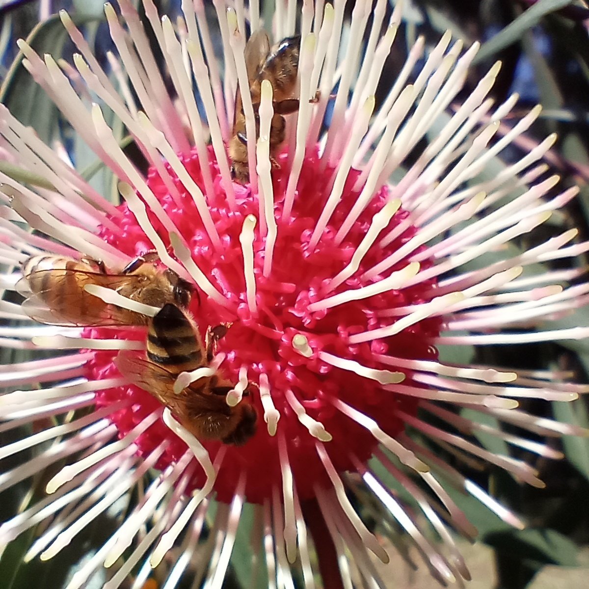 ๐จโ๐ฌAndrew Rate ๐๐ (@drandrewrate) on Twitter photo The Pincushion Hakeas are in flower at <a href="/uwanews/">UWA</a> ...
... and the #bees are loving it The Pincushion Hakeas are in flower at <a href="/uwanews/">UWA</a> ...
... and the #bees are loving it