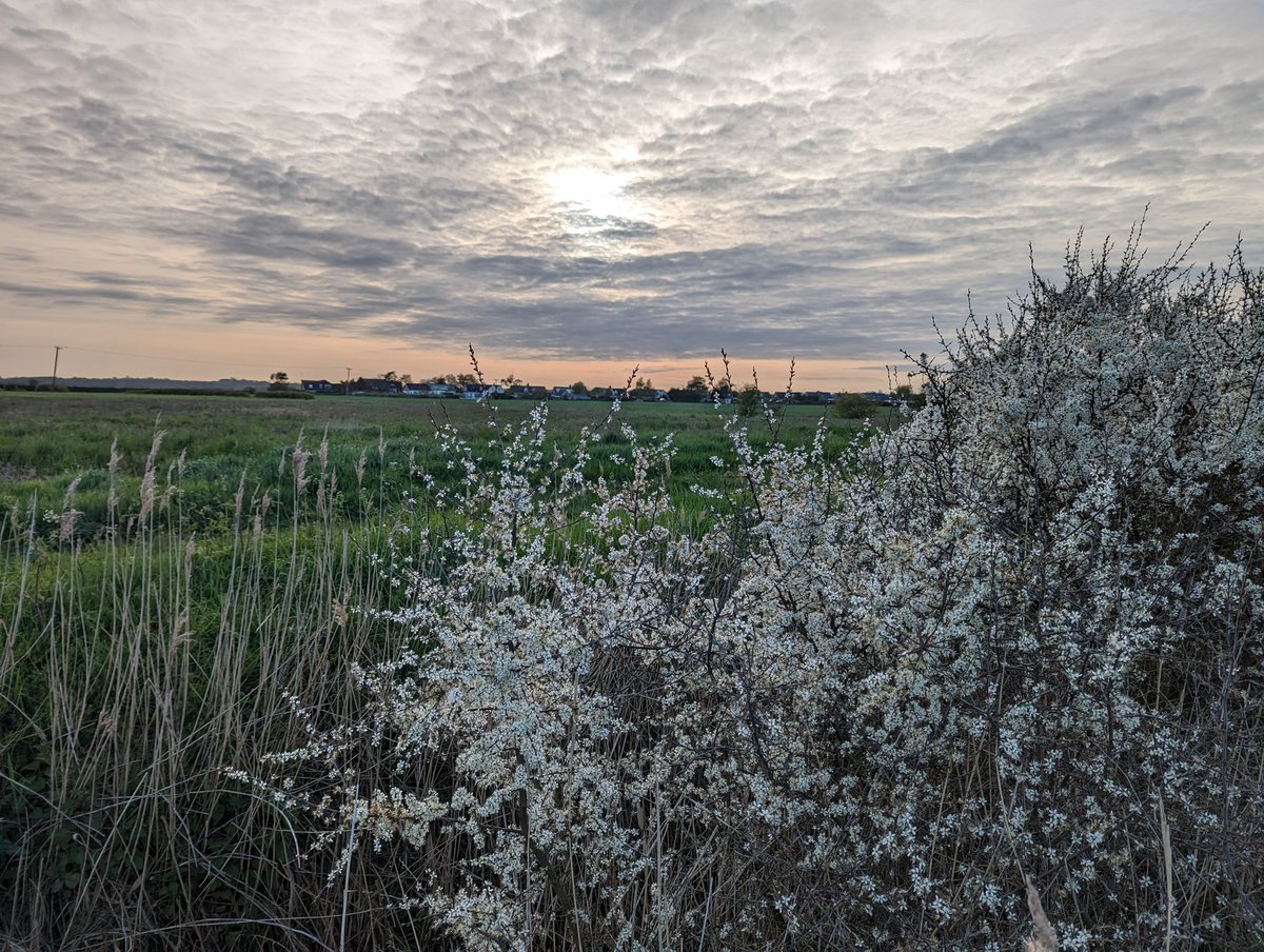This month I will be taking on the, hopefully mostly enjoyable, challenge of walking 100 Miles in May to raise money for Cancer Research UK. 

Photo from last night's gorgeous 5 mile walk &amp; fundraising page link below:

fundraise.cancerresearchuk.org/page/amys-givi…