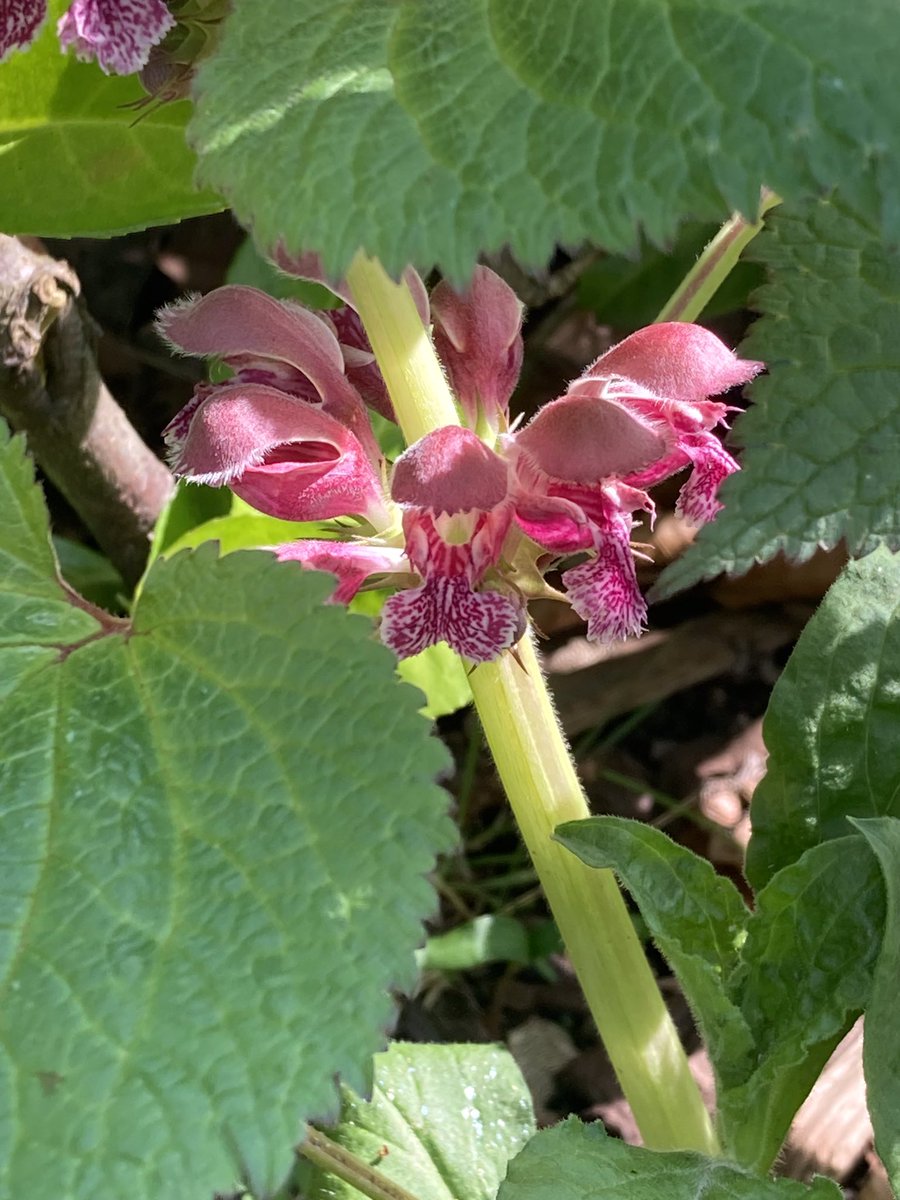 So many flowers on the dead nettle (lamium orvala) this year and happy bees too💕🐝 I’m hoping it will encourage more butterflies too🦋