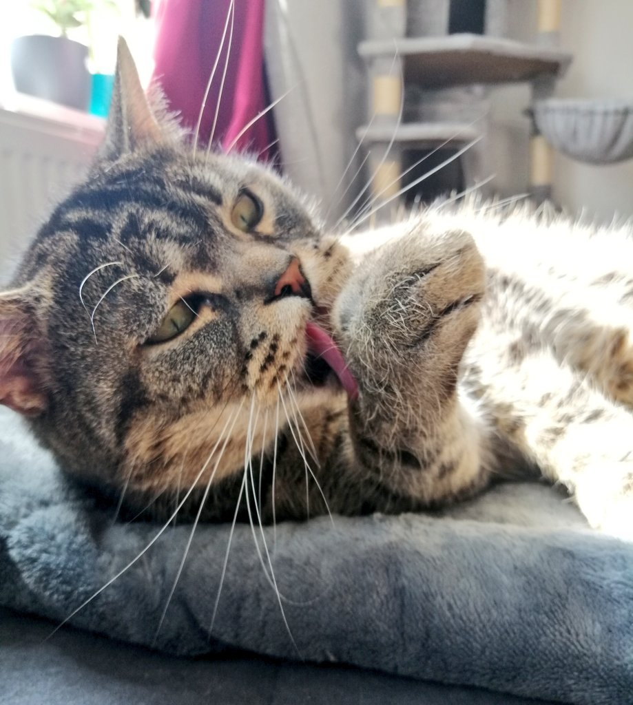 CrochetLolly's tweet photo. Heute ist "Leck-Mich" - Mittwoch 😋

Meine größte Hoffnung ist, dass das Eiscafe heute auf hat 🥺 https://t.co/IyMy0NlLBx