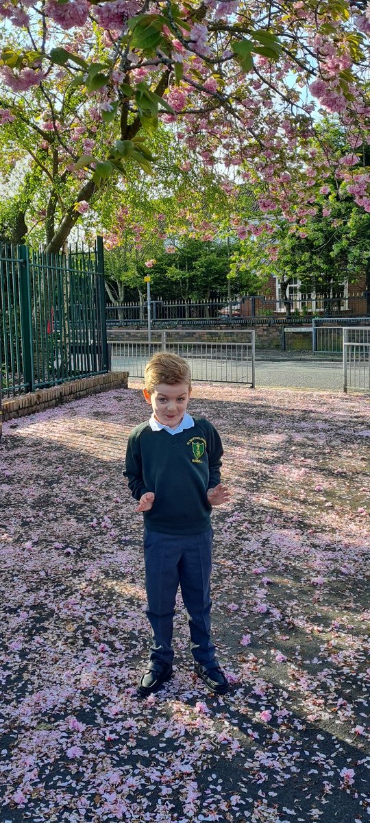 LauraLockett13's tweet photo. Couldn't resist taking Brody's pic under this gorgeous blossom tree outside school this morning 😍🌸 not sure what that pose is 🤣 but he was very excited going in this morning @StBartsRainhill https://t.co/R2a2rqgx0j