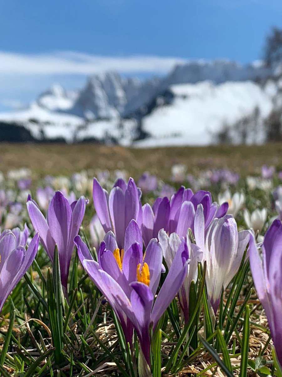 We wish you a happy Wednesday with these pictures from 📍Seiser Alm / Alpe di Siusi ✨ #suedtirol #altoadige #southtyrol