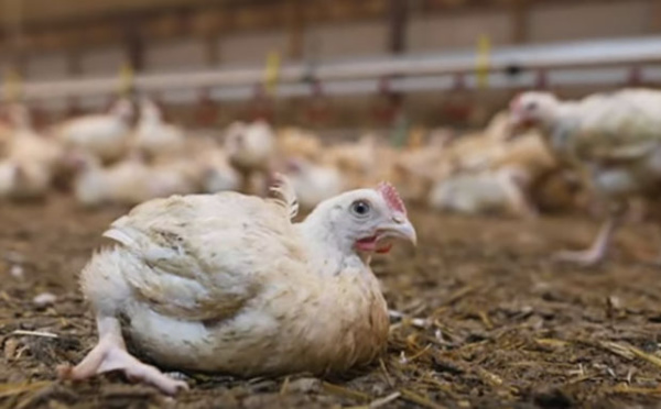 saphirnews's tweet photo. Quand les poulets « halal » de Doux cachent des conditions d’élevage indignes (vidéo) | via @saphirnews https://t.co/grNHiMiV9C https://t.co/skuBDKcjjL