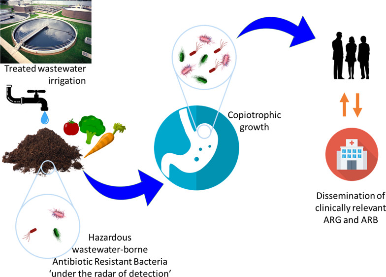 🦠Treated-wastewater irrigation transfers antibiotic-resistant bacteria to soil, but persistence of these bacteria is generally low. Nonetheless, bacteria and associated antibiotic resistance genes may persist below detection levels. Read more here👉 bit.ly/3HwTXP7