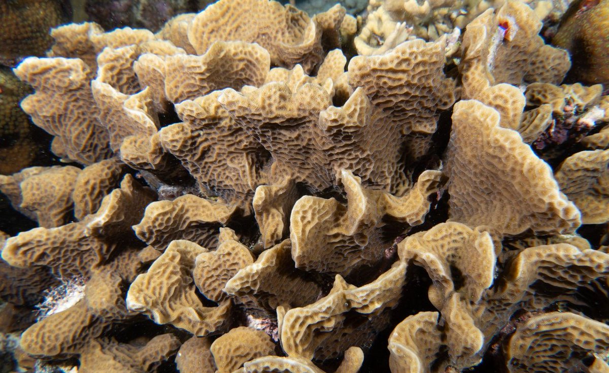 🔬🪸 #WhatIsItWednesday Introducing Agaricia agaricites. Also known as the lettuce coral. Colonies of this species can grow in irregular, horizontal, large plates diving upright – resembling a fresh lettuce 📸: Ingo Rogalla