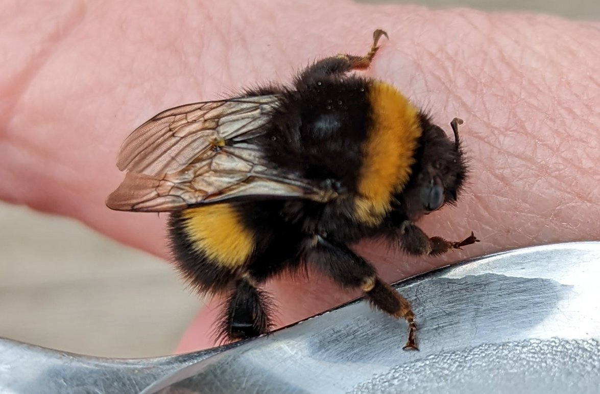 ChaosFarmUK's tweet photo. Do you know how to help a grounded, struggling bumblebee?
It's probably hungry and tired and the best thing to do is place it on a nectar-rich flower.
Last resort as in this case the bee kept falling off, we offered sugar & water 50/50 mix ๐
#KeepItCHAOS #KeepItKind https://t.co/wmoKKLH2Vv