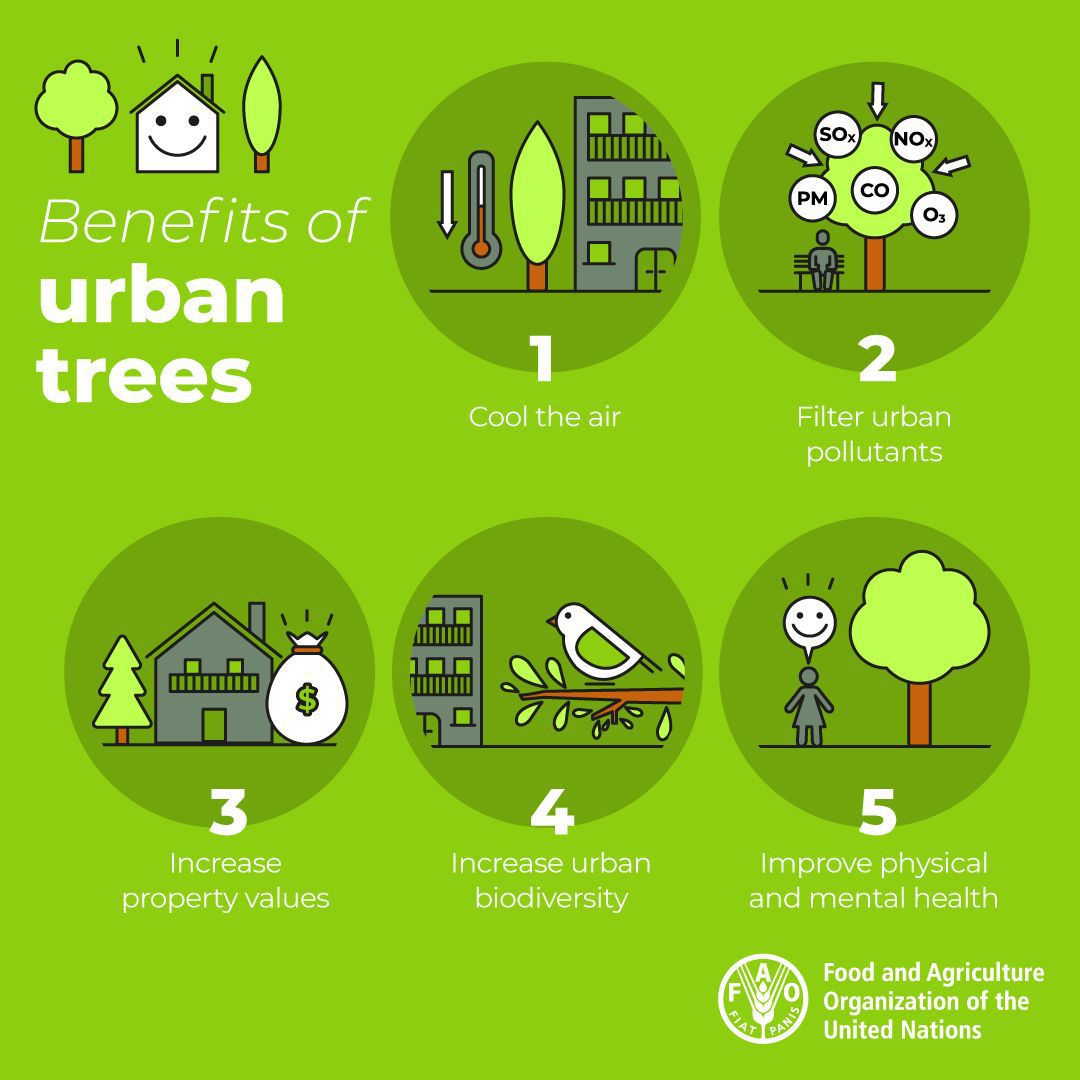 If well managed, urban forests and trees can reduce :

🌳Air temperature by up to 8°C
🌲Costs of air conditioning by up to 40% 
🌧️Stormwater flows 
🚘Dust and pollutants by filtering to improve air quality

Take a look at our website: bit.ly/Green-cities
Get involved.