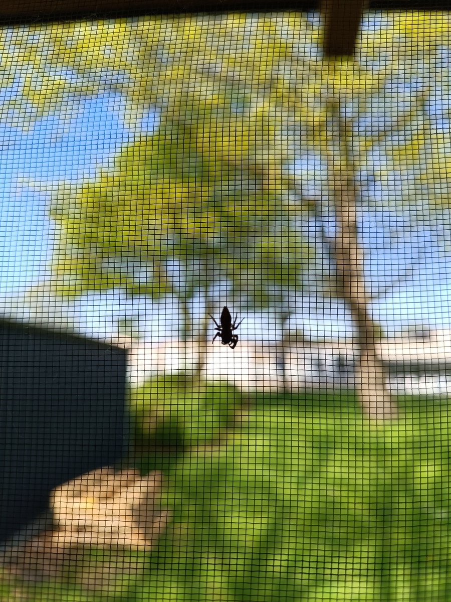 Just found this #littlecutie outside. Looks like he's about to pounce on this other #bug.  #spiderfriends hearts 💕🥰