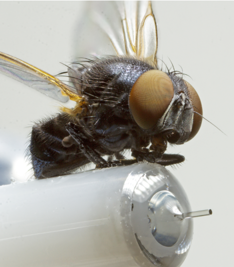 TeraTom_S's tweet photo. Smaller than a fly: Spintronic terahertz emission from the end of an optical fiber - it does not get simpler than that (https://t.co/Jzm6C3pUqF). Great collaboration with the teams from @FraunhoferITWM @teraspintec @iemn_fr @uni_mainz @PhysikFUBerlin . https://t.co/wK49kAKuVg