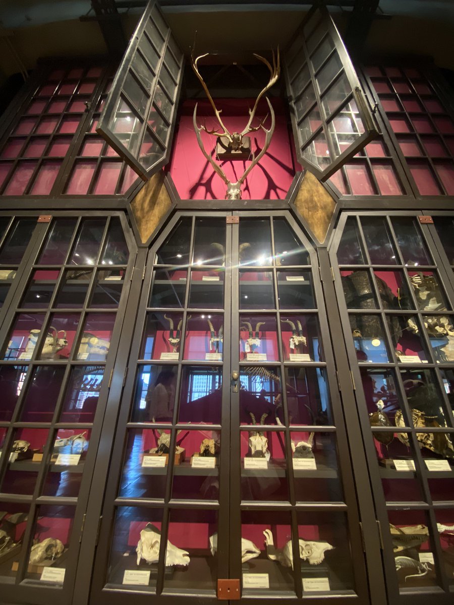 最~~~~~~高ｫｫｫｫの空間じゃったｱｱｱｱ兎に角「世界一デカイ」なモノ集めてあるの標本好き嬉しすぎたあと吊り下げず自立させた展示方法迫力あって好き過ぎる https://t.co/wyh7YuzSDK