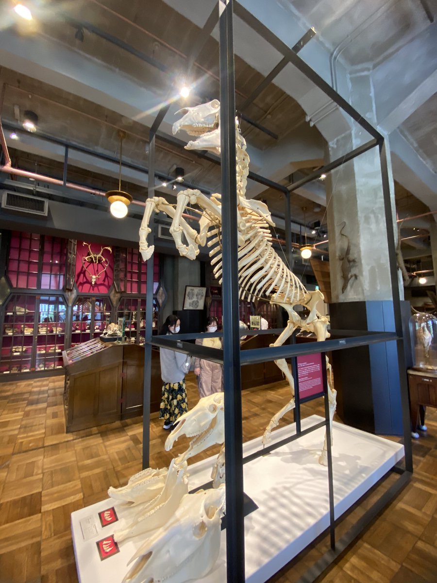 最~~~~~~高ｫｫｫｫの空間じゃったｱｱｱｱ兎に角「世界一デカイ」なモノ集めてあるの標本好き嬉しすぎたあと吊り下げず自立させた展示方法迫力あって好き過ぎる https://t.co/wyh7YuzSDK